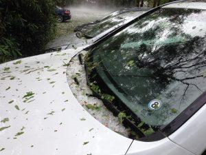 Tips To Remove Tree Sap From Your Car